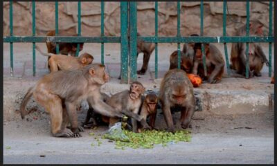 En India: Banda de monos robó muestras de Covid-19 y se dieron a la fuga