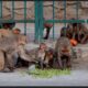 En India: Banda de monos robó muestras de Covid-19 y se dieron a la fuga