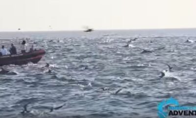 súper manada delfines California - acn