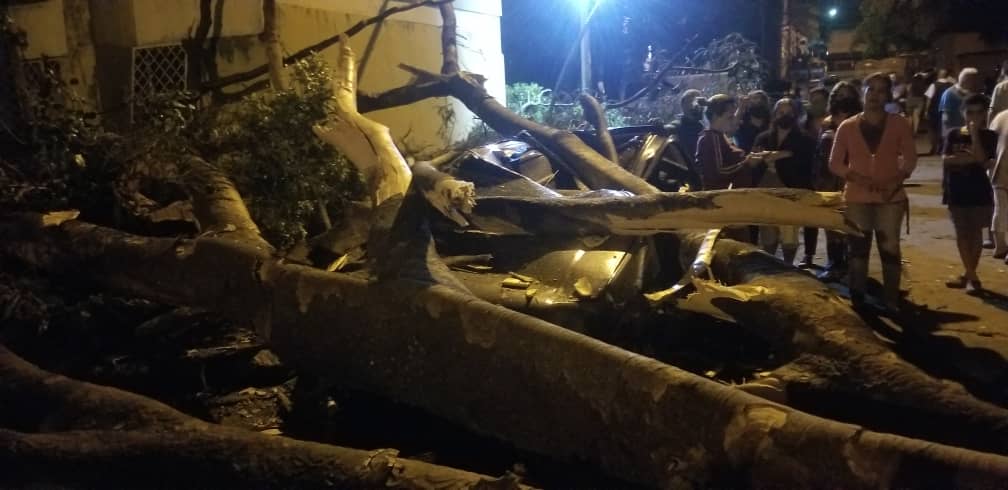 Árbol cayó en la urbanización Kerdel