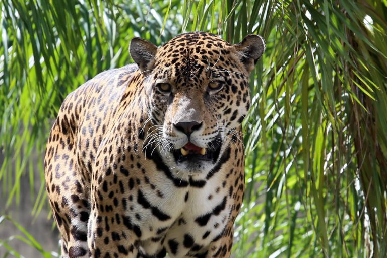 Detenido hombre por asesinar a jaguar - ACN