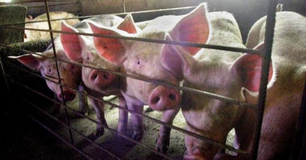 Nuevo virus más potente en China - noticiasACN