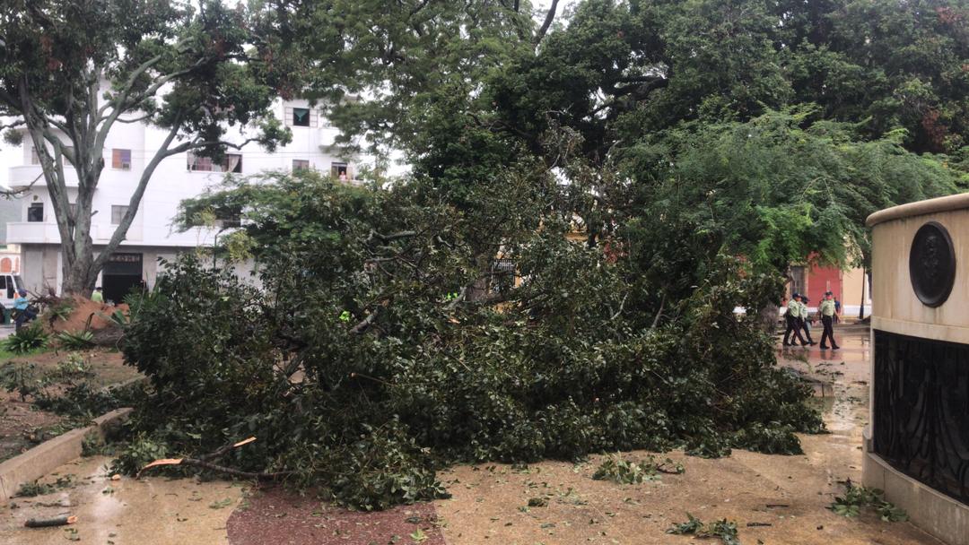 Caída de árbol en plaza bolívar - ACN