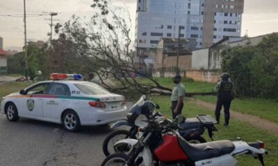 Caídas de árboles en Valencia - ACN