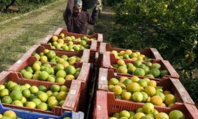 producción en occidente de carabobo- acn