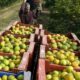 producción en occidente de carabobo- acn