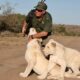 Conservacionista murió por ataque de sus dos leonas