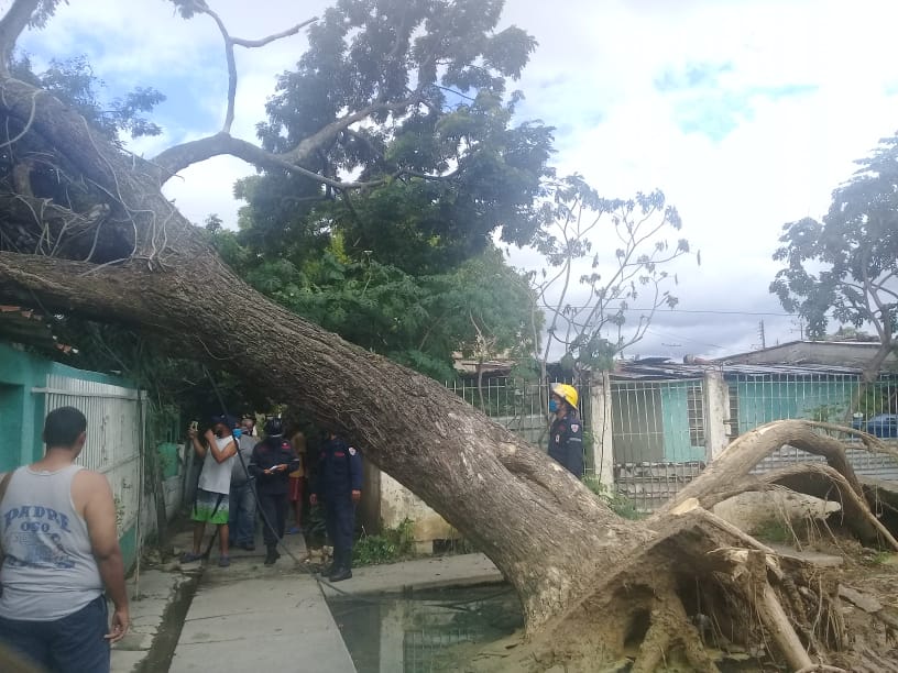 caída árbol viviendas Las Agüitas- acn
