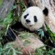 Osa panda gigante Mei Xiang dio a luz - noticiasACN