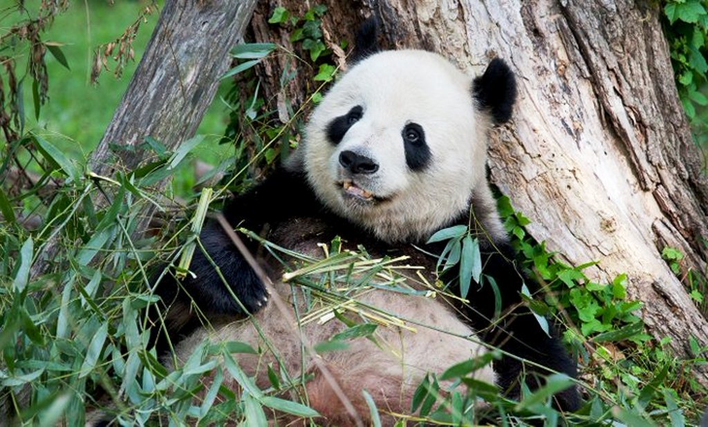 Osa panda gigante Mei Xiang dio a luz - noticiasACN