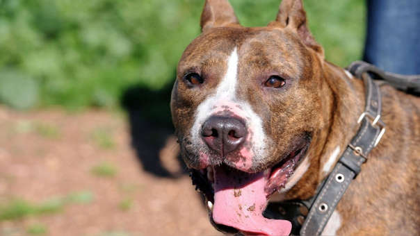 Perro pitbull asesinó a su dueña