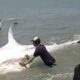 tiburón ballena en anzoátegui - ACN