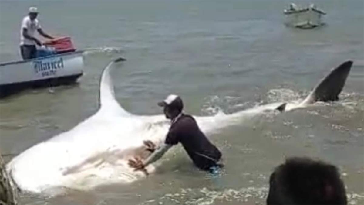 tiburón ballena en anzoátegui - ACN