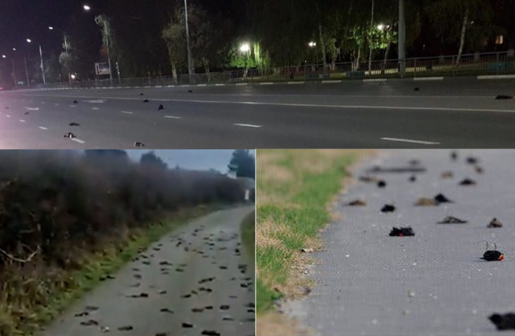 Misteriosa muerte mundial de aves pone en alerta a los científicos