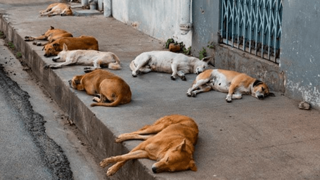 Detenida mujer por vender carne de perro