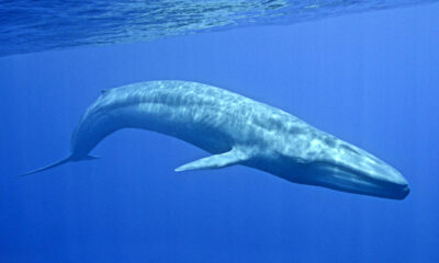 Estudio asegura que existe peligro real e inminente de extinción de ballenas