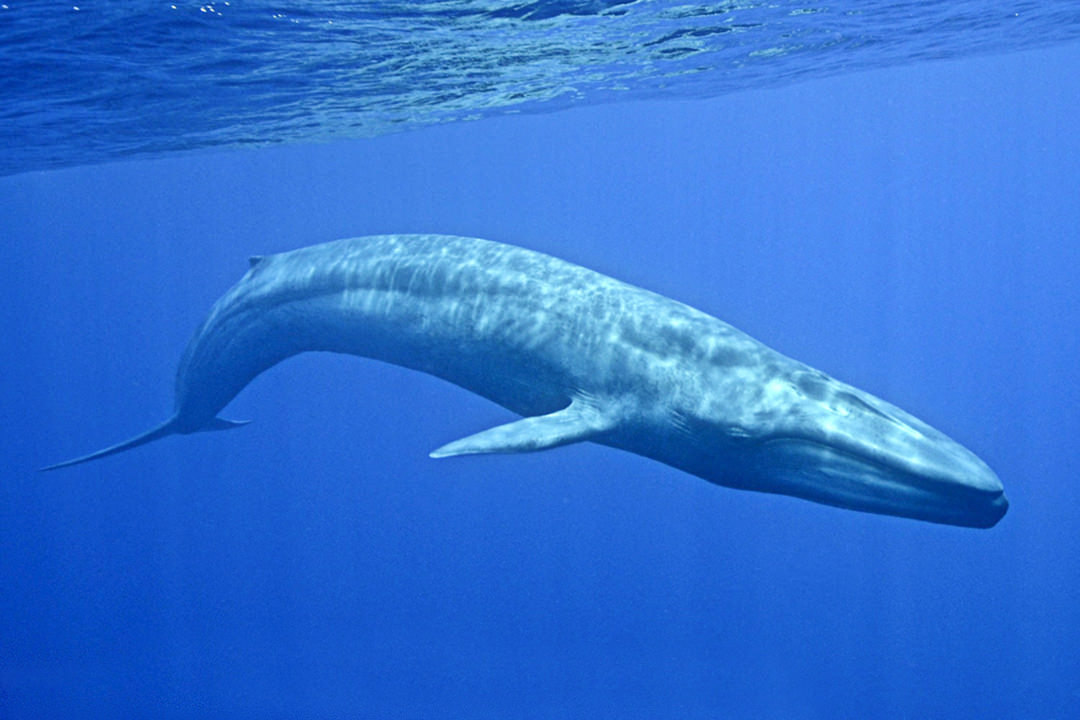 Estudio asegura que existe peligro real e inminente de extinción de ballenas