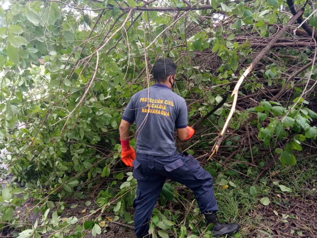 Atiende árboles caídos en Naguanagua