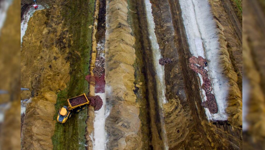 Fosas en un campo de entrenamiento militar (Dinamarca), donde fueron enterrados los "visones zombi". Foto: Cortesía/Fox News.