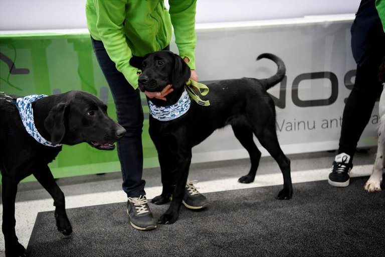 perros para detectar COVID-19