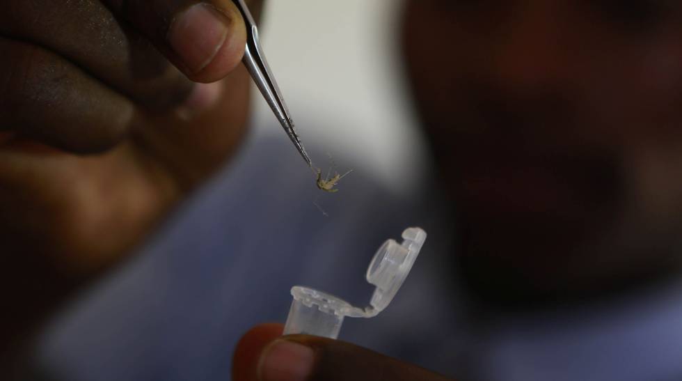Malaria en Venezuela - ACN