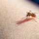 Venezuela lidera los casos de malaria. Foto: Referencial