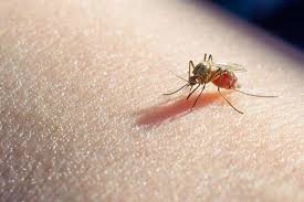 Venezuela lidera los casos de malaria. Foto: Referencial