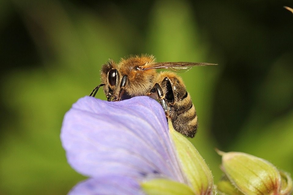 Rescate de abejas Vanguardia