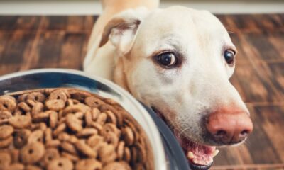 Alimentos dañinos para tu perro
