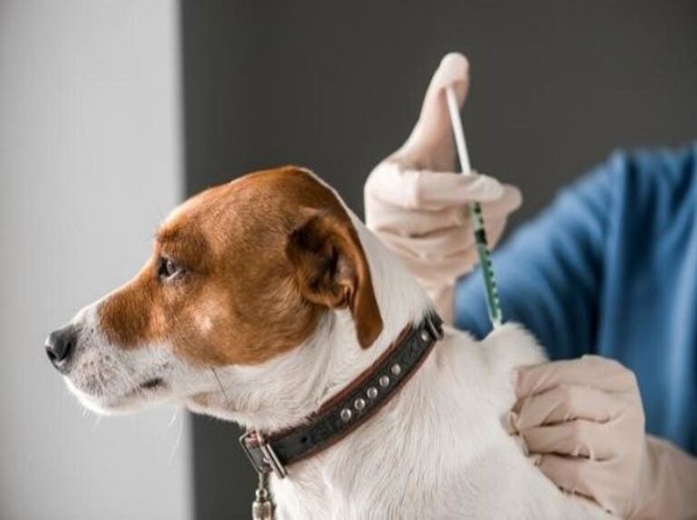 Vacunas contra Covid-19 para animales - ACN