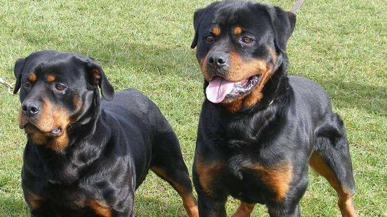 Bebé murió atacada por dos perros - ACN