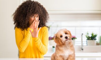 Evita que tu casa huela a perro