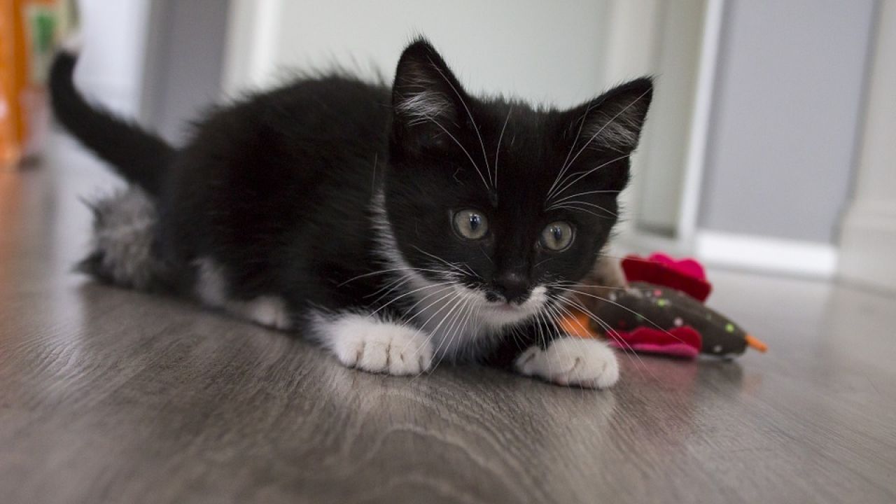 Condenada mujer por matar gatos