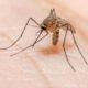 Mosquitos con virus que paraliza humanos