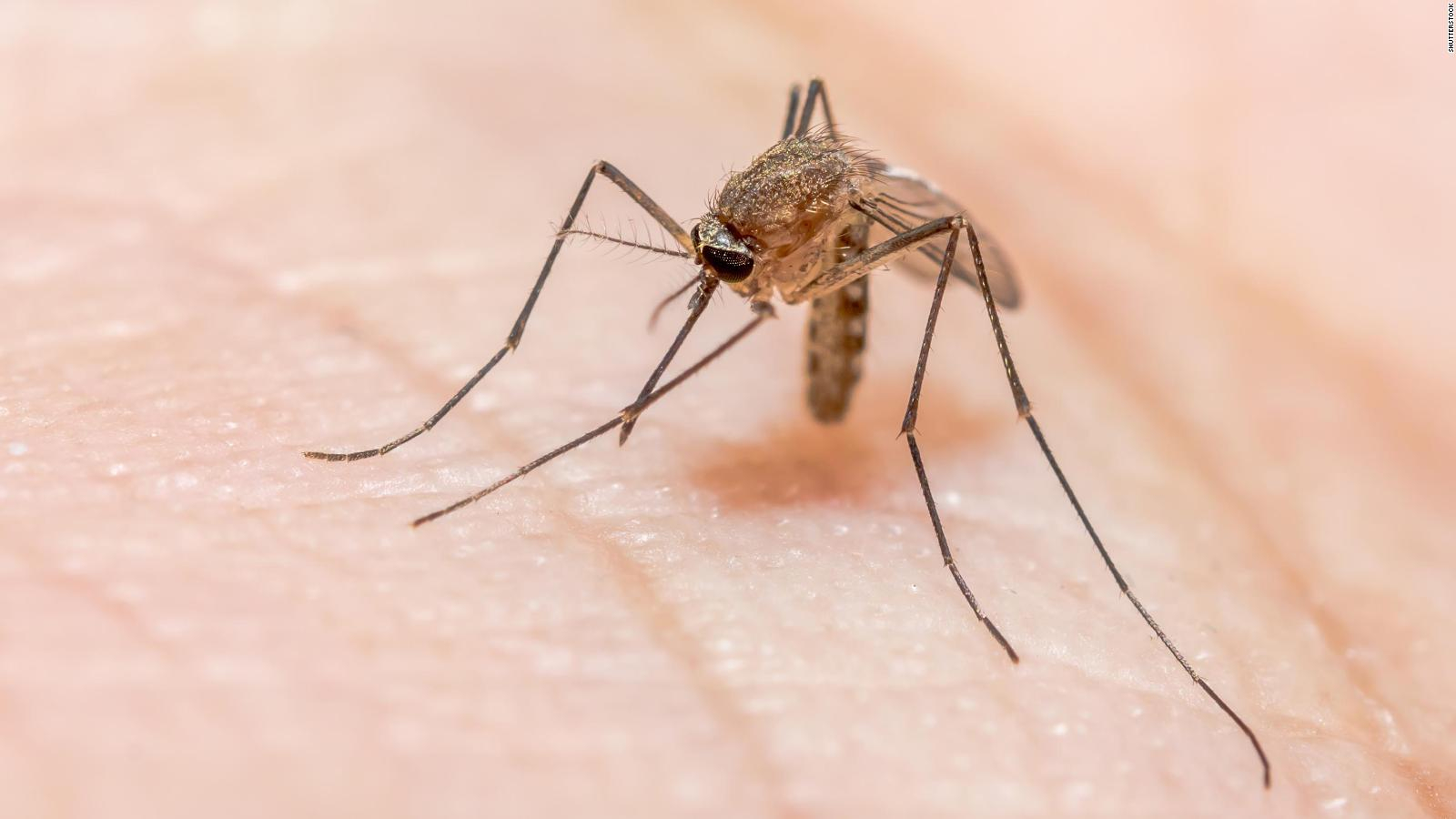 Mosquitos con virus que paraliza humanos
