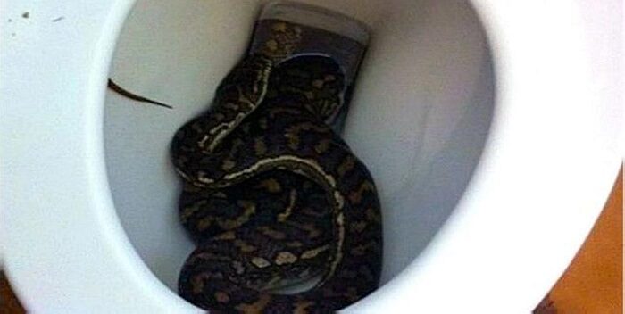 Serpiente mordió en los genitales de un hombre