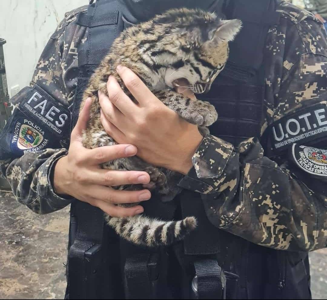 Mascota del Koki