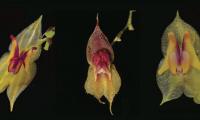 especies de orquídeas en Ecuador