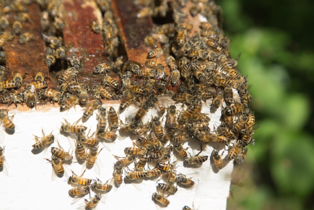 Abejas asesinas en Carabobo