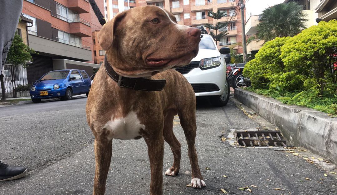 Adulta mayor murió tras ser atacada por dos pitbulls