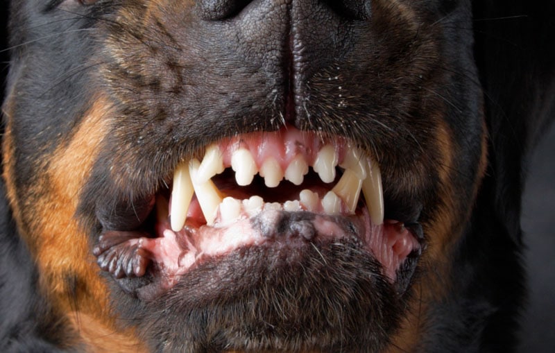 Imputan a dueña de dos Rottweiler
