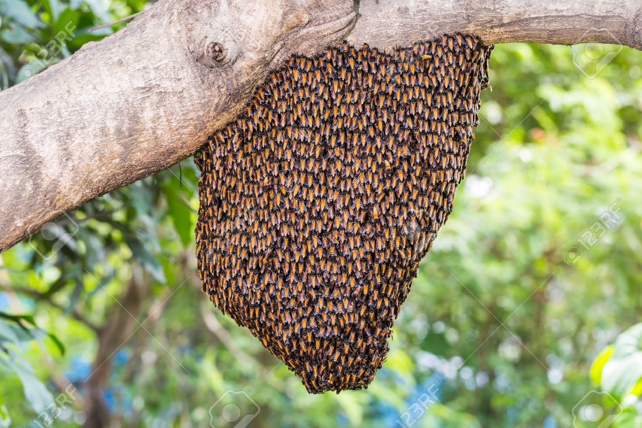 Abejas en el Mercado Mayorista - ACN