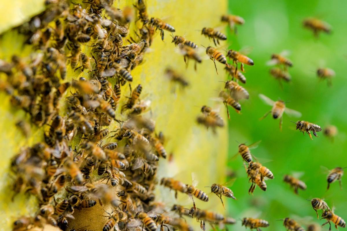 dos muertos picaduras abejas- acn