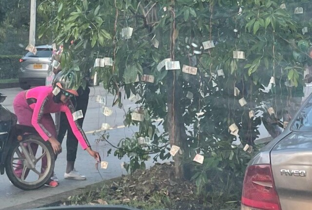Árbol repleto de billetes