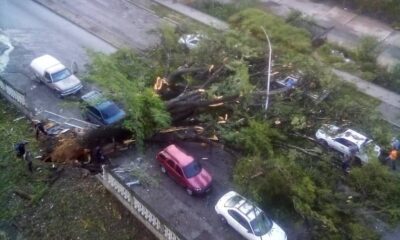Caída de árbol en Guarenas - ACN