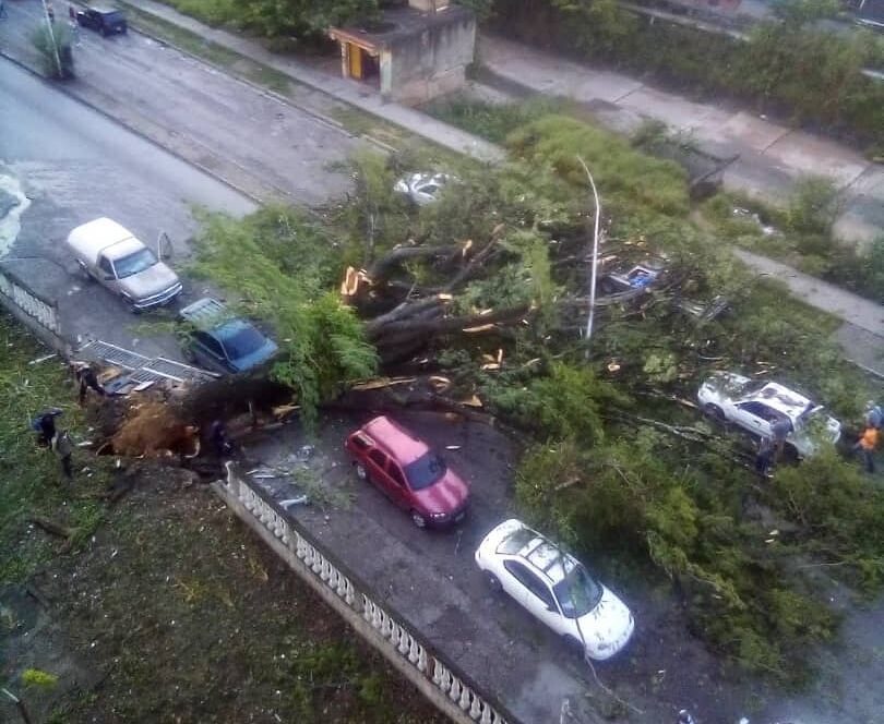Caída de árbol en Guarenas - ACN