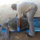 extrema contaminación muerte tortuga- acn