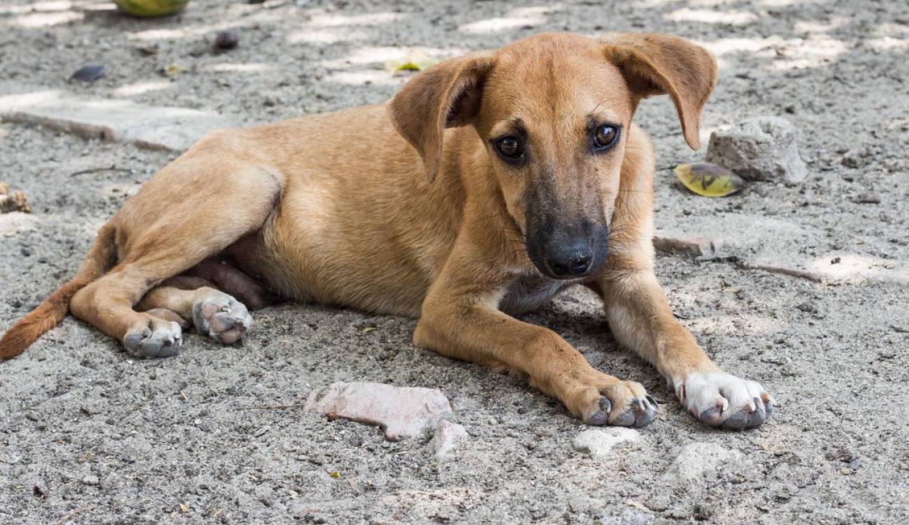 Detenida mujer por castigar a su perro