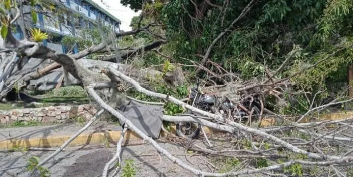 Árbol cayó en Mérida