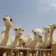Descalificados camellos de concurso por uso de botox